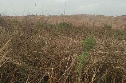 Distress sales! Plot of land for sale at Tema community 25